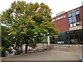 Autumn colour: ash tree by Exeter Library