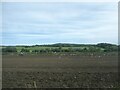 Gulls following the ploughing tractor, near Sherborne