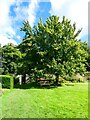 NY6128 : Giant pear tree at Acorn Bank by Oliver Dixon