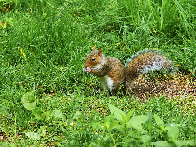 Squirrel at Harlow Carr Garden © David Dixon cc-by-sa/2.0 :: Geograph ...