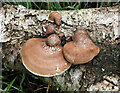 NT6342 : Birch Polypore at Gordon Moss Nature Reserve by Walter Baxter