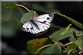 NT6342 : A large white butterfly at Gordon Moss Nature Reserve by Walter Baxter
