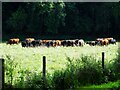 SP1403 : Beef cattle, Quenington by Brian Robert Marshall