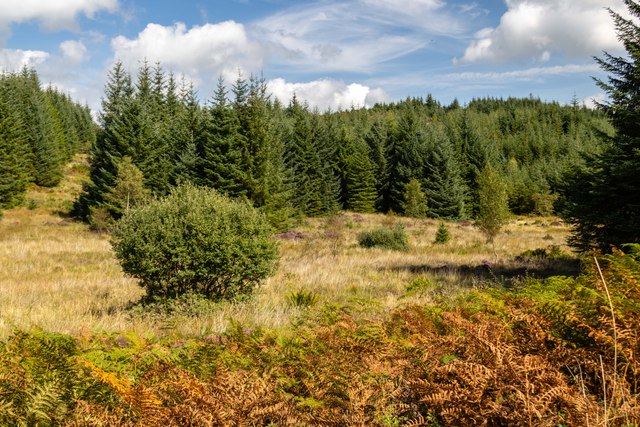 Grizedale Forest © Peter McDermott Cc-by-sa/2.0 :: Geograph Britain And ...