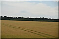 Ripening wheat