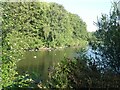 Canada Geese on Upper Lake