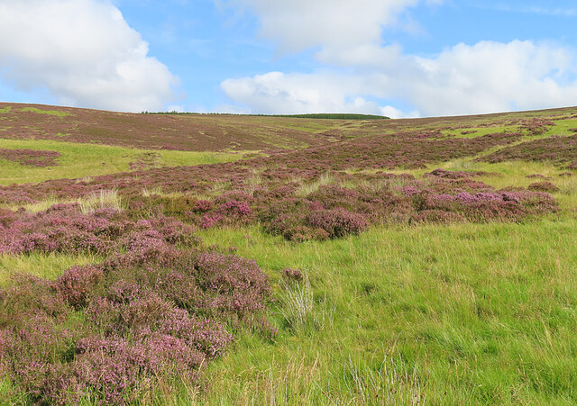 Heather Moor © Anne Burgess :: Geograph Britain and Ireland