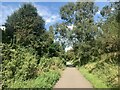 A birch beside NCN Route 6