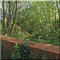 TL5639 : An overgrown railway cutting by John Sutton