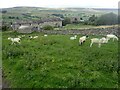 Sheep at Swineside