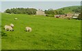 Chapel Hill Farm from the Dales Way footpath, Hartlington