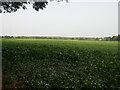 Sugar beet field seen from footpath