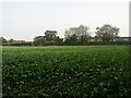 Sugar beet field backing onto Manor Road