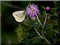 White green veined butterfly, Altdrumman