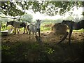 Horses in field off Dippons Lane