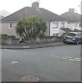 Exotic trees on a Graig Park corner, Newport