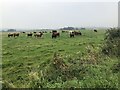 NU1129 : Cattle beside the B6348 by Richard Webb