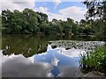 Withy Pool in the Telford Town Park