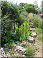 National Garden Scheme, pond in new area of 41 Mill Hill Road