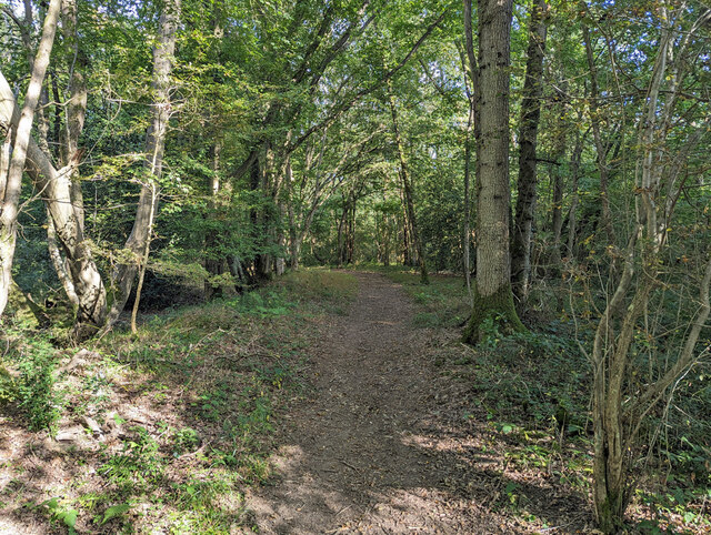 Path in Glover's Wood © Robin Webster :: Geograph Britain and Ireland