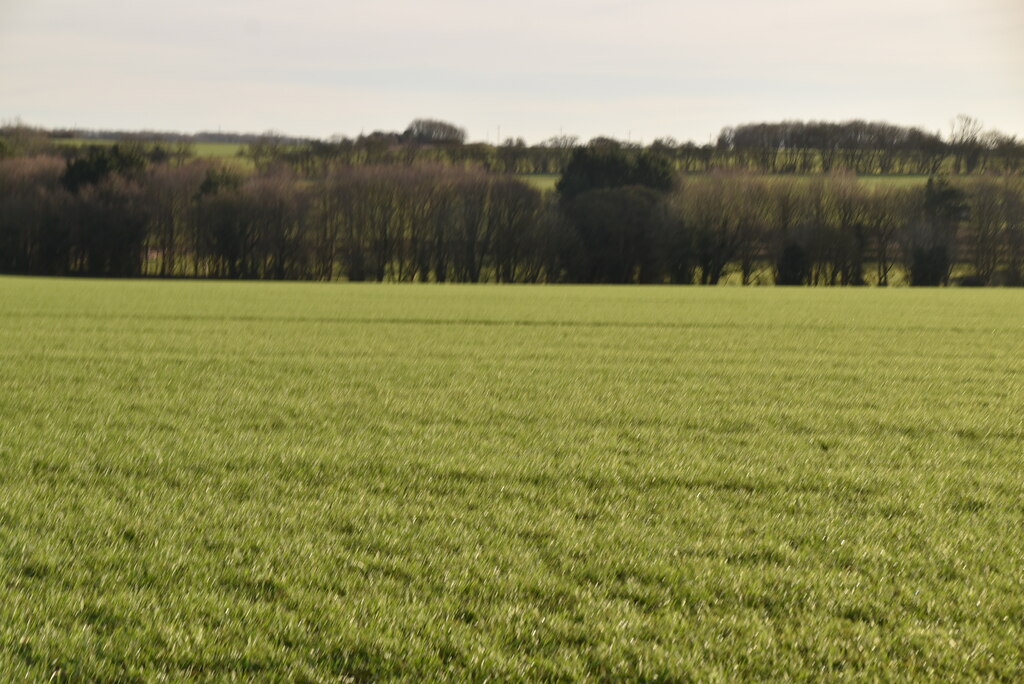 Winter Wheat N Chadwick Cc By Sa Geograph Britain And Ireland