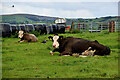 Cattle, Mullaghslin Glebe