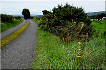 H5572 : Gap Road, Mullaghslin Glebe by Kenneth  Allen