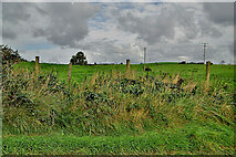 H5572 : Cloudy at Bracky / Mullaghslin Glebe by Kenneth  Allen