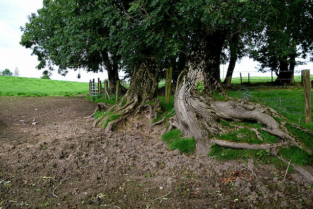 Exposed tree roots, Mullaghslin Glebe