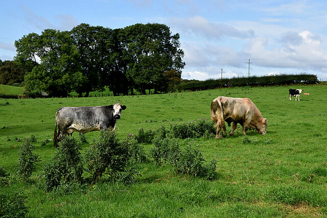 Cattle, Mullaghslin Glebe