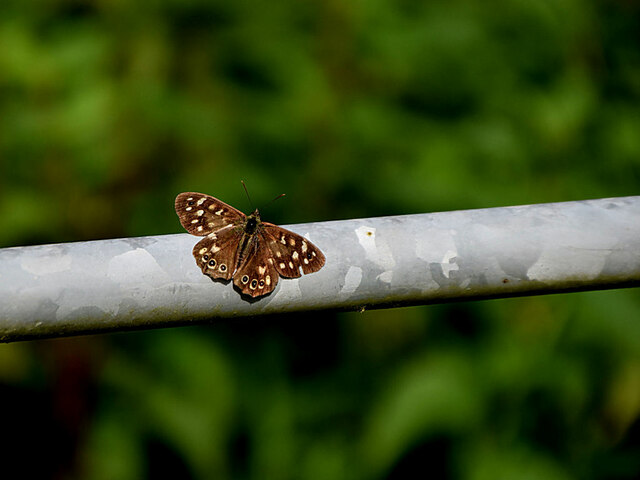 Speckled wood butterfly, Mullaghslin