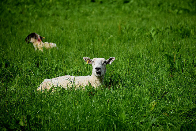 Sheep, Mullaghslin Glebe