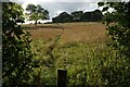 Footpath to Littlemoor