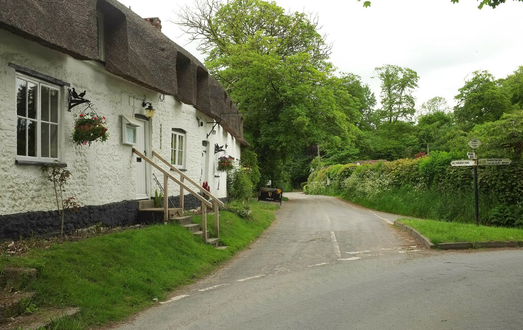 Brace of Pheasants, Plush © Derek Harper cc-by-sa/2.0 :: Geograph ...