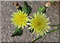 Smooth Sow-thistle (Sonchus oleraceus)