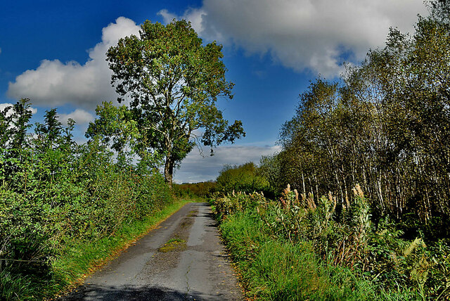 Trees along Edenderry Road