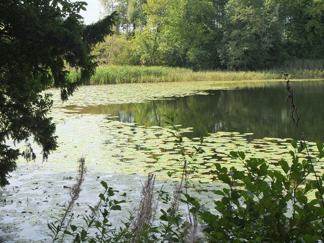 Water lilies on Haining Loch, Selkirk © Jim Barton :: Geograph Britain ...