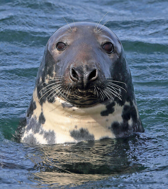 A grey seal (Halichoerus grypus) at... © Walter Baxter cc-by-sa/2.0 ...