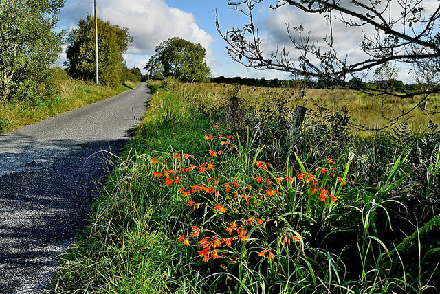 Montbretia along Hillfoot Road