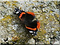 Red Admiral