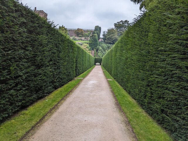 Hedge-lined path at Powis Castle © TCExplorer :: Geograph Britain and ...