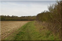 TL5949 : Field edge footpath by N Chadwick