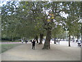  : Tree lined footpath alongside the Mall, Westminster by Richard Vince