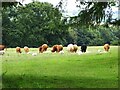 Grazing animals in Weardale