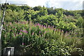 Rose Bay Willow Herb in railway cutting