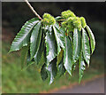 Sweet Chestnut leaves and fruits (Castanea sativa)