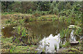 A pond at Mauldsheugh Wood, Selkirk