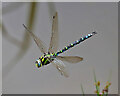 A male southern hawker dragonfly (Aeshna cyanea)