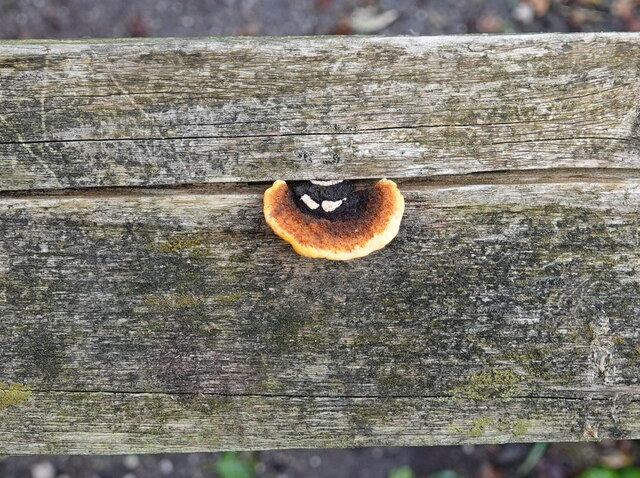 Small bracket fungus near Little Neston