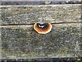 Small bracket fungus near Little Neston